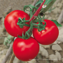 HT47 Canule maturité précoce, prix des graines de tomate hybride f1 rouge à haut rendement